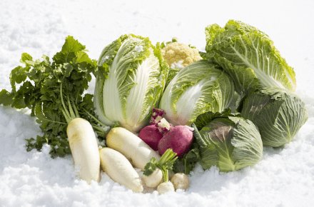 雪室野菜
